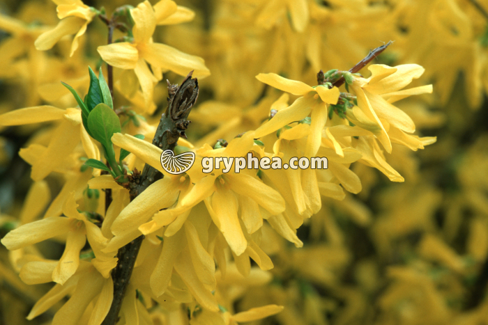 Forsythia (Forsythia × intermedia) - fleurs - gryphea.com